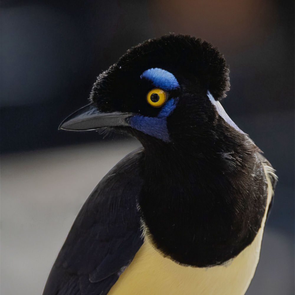 Plush-crested Jay (Cyanocorax chrysops). Photo: David Ascanio ®.